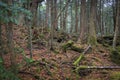 Aokigahara, moss forest in Japan Royalty Free Stock Photo