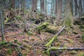 Aokigahara, moss forest in Japan Royalty Free Stock Photo