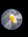 Red scale insect injured on guava fruit.