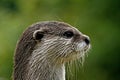 Aonyx cinerea, Asian Otter Royalty Free Stock Photo