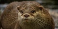 Aonyx cinerea Asian small-clawed otter Royalty Free Stock Photo