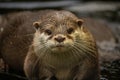 Aonyx cinerea Asian small-clawed otter Royalty Free Stock Photo