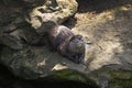 Aonyx cinereus - Little Otter - sitting on a rock and holding food in its paws, its face turned up and smiling