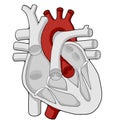 Aorta - Aortic arch - Heart - Human body - Education Royalty Free Stock Photo