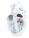 The aortic valve