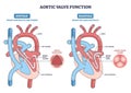 Aortic valve function diagram explaining systole vs diastole, showing blood ... Royalty Free Stock Photo