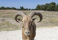 Aoudad aka Barbary Sheep