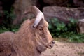 Aoudad 37344