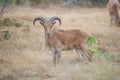 Aoudad Ram Broadside Royalty Free Stock Photo