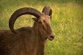 Aoudad ram sheep has large thick curved horns.