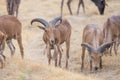 Aoudad Ram Standing