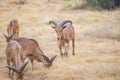 Aoudad Ram Walking