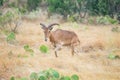 Aoudad Sheep Ewe