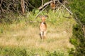 Aoudad sheep