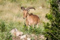Aoudad sheep Royalty Free Stock Photo
