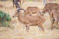 Aoudad sheep Royalty Free Stock Photo