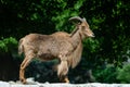 aoudad standing on green Royalty Free Stock Photo
