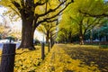 Meiji-jingu Gaien Park`s Ginkgo Avenue