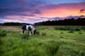 Apache horse grazing at sunset Royalty Free Stock Photo