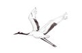 Apanese red-crown crane bird flying on white background.  watercolor hand painting illustration Royalty Free Stock Photo