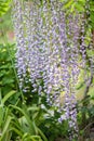 Japanese Wisteria floribunda Lawrence, racemes of pale blue violet flowers