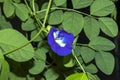 Aparajita Flower plants, also known Butterfly pea, Bluebell vine