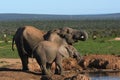 Drinking elephants in Addo Elephantpark.