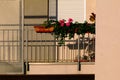 apartment corridor with potted geranium flowers. white window blind. Royalty Free Stock Photo