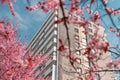 Apartment house in Tysaclecie district on Katowice, Silesia, Poland seen through pink flowers of blooming trees on the time of Royalty Free Stock Photo