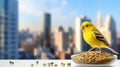 Apartment life with a cheerful canary