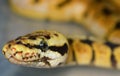 Apastel coloured Royal Python Snake Royalty Free Stock Photo