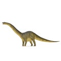 Apatosaurus Dinosaur on white. 3D illustration Royalty Free Stock Photo