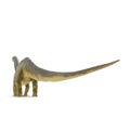 Apatosaurus Dinosaur on white. 3D illustration