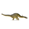 Apatosaurus Dinosaur on white. Side view. 3D illustration