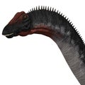 Apatosaurus Head