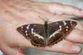 Apatura iris on the back of the hand_Schmetterling