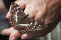 Apatura iris on the finger_butterfly