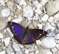Apatura iris iole/purple emperor Royalty Free Stock Photo