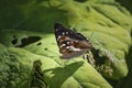 Apatura iris, the purple emperor, is a Palearctic butterfly of the family Nymphalidae Royalty Free Stock Photo