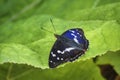 Apatura iris, the purple emperor, is a Palearctic butterfly of the family Nymphalidae Royalty Free Stock Photo