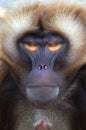 Ape Royalty Free Stock Photo