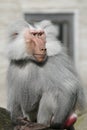 Ape Royalty Free Stock Photo