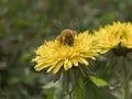 Ape al lavoro su fiore di tarassaco durante la raccolta del polline