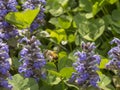 Ape in arrivo su di un fiore viola per la raccolta del polline