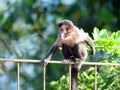 Ape brazil sits on Perillo Royalty Free Stock Photo