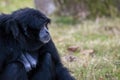 Ape called Siamang an arboreal black furred native to the forests in Indonesia