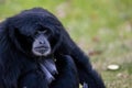 Ape called Siamang an arboreal black furred native to the forests in Indonesia