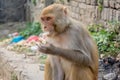 Ape eating at the hindu temple Royalty Free Stock Photo