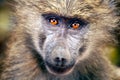 Close Up Photo of Ape