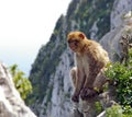 Ape of Gibraltar Royalty Free Stock Photo